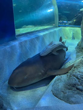 しながわ水族館に投稿された画像（2023/3/30）