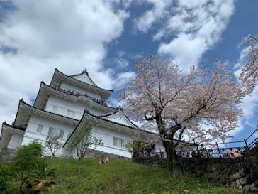 小田原城に投稿された画像（2023/3/30）