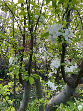 横浜イングリッシュガーデンに投稿された画像（2023/3/30）