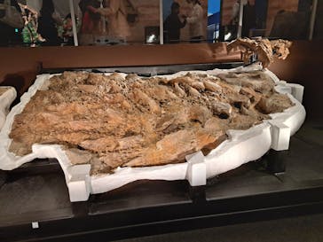 特別展「恐竜博2023」に投稿された画像（2023/3/30）