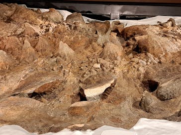 特別展「恐竜博2023」に投稿された画像（2023/3/30）