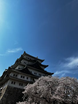 名古屋城に投稿された画像（2023/3/30）