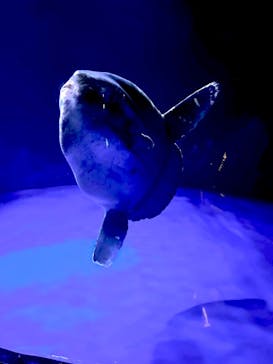 サンシャイン水族館に投稿された画像（2023/3/30）