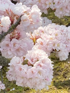 元離宮二条城に投稿された画像（2023/3/30）