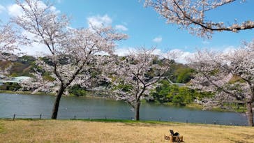 三溪園に投稿された画像（2023/3/30）