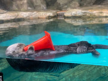 マリンワールド海の中道に投稿された画像（2023/3/30）