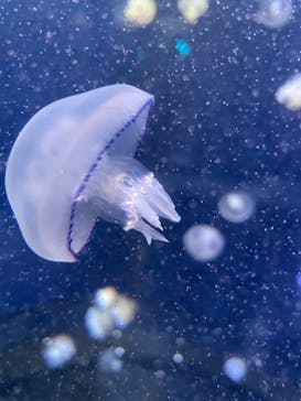 湘南モノレール大船駅に投稿された画像（2023/3/30）