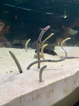京都水族館に投稿された画像（2023/3/30）