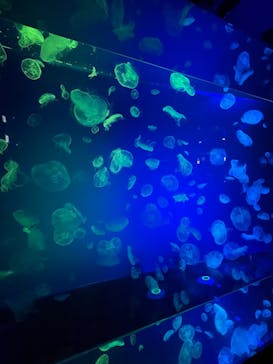 名古屋港水族館に投稿された画像（2023/3/30）