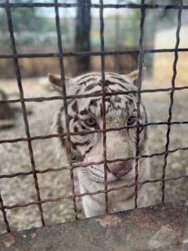 群馬サファリパークに投稿された画像（2023/3/30）