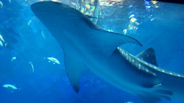 沖縄美ら海水族館に投稿された画像（2023/3/30）