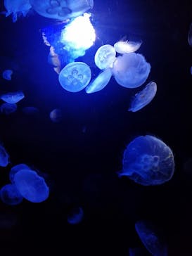 サンシャイン水族館に投稿された画像（2023/3/30）