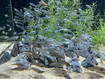 カワスイ 川崎⽔族館に投稿された画像（2023/3/30）