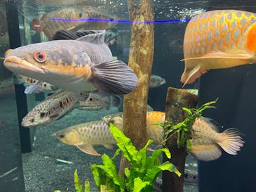 カワスイ 川崎⽔族館に投稿された画像（2023/3/30）