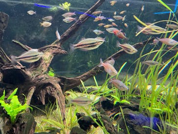 カワスイ 川崎⽔族館に投稿された画像（2023/3/30）