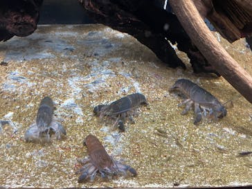 カワスイ 川崎⽔族館に投稿された画像（2023/3/30）