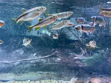 カワスイ 川崎⽔族館に投稿された画像（2023/3/30）