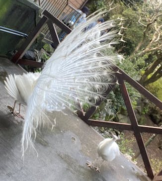 伊豆シャボテン動物公園に投稿された画像（2023/3/30）