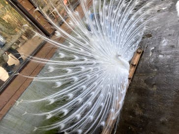 伊豆シャボテン動物公園に投稿された画像（2023/3/30）