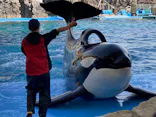 名古屋港水族館に投稿された画像（2023/3/30）