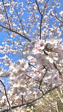 到津の森公園に投稿された画像（2023/3/30）