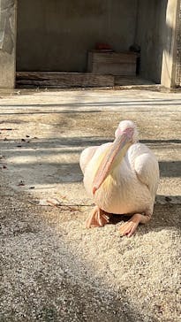 東武動物公園に投稿された画像（2023/3/30）