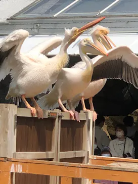 神戸どうぶつ王国に投稿された画像（2023/3/30）