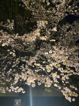『NAKED FLOWERS 2023 桜 世界遺産・二条城』に投稿された画像（2023/3/30）