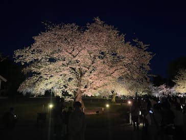 『NAKED FLOWERS 2023 桜 世界遺産・二条城』に投稿された画像（2023/3/30）