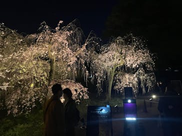 『NAKED FLOWERS 2023 桜 世界遺産・二条城』に投稿された画像（2023/3/30）