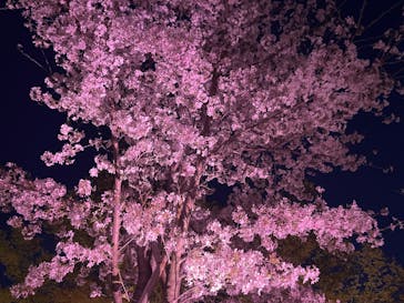 『NAKED FLOWERS 2023 桜 世界遺産・二条城』に投稿された画像（2023/3/30）