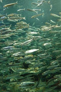 サンシャイン水族館に投稿された画像（2023/3/30）