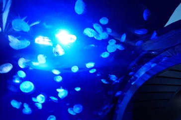 サンシャイン水族館に投稿された画像（2023/3/30）