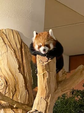 ネオパークオキナワに投稿された画像（2023/3/30）