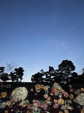 『NAKED FLOWERS 2023 桜 世界遺産・二条城』に投稿された画像（2023/3/30）