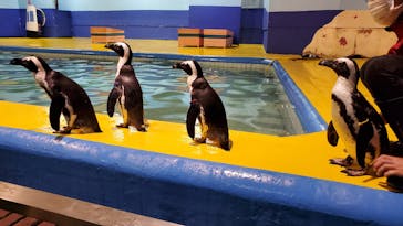 ゼロ距離水族館 伊勢シーパラダイスに投稿された画像（2023/3/30）