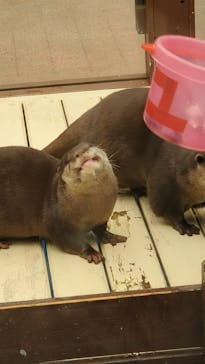 ゼロ距離水族館 伊勢シーパラダイスに投稿された画像（2023/3/30）