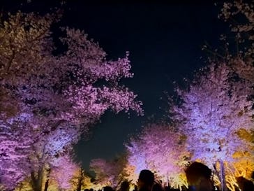 『NAKED FLOWERS 2023 桜 世界遺産・二条城』に投稿された画像（2023/3/30）