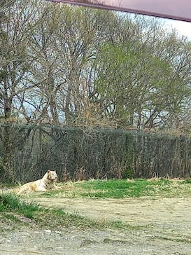 群馬サファリパークに投稿された画像（2023/3/30）