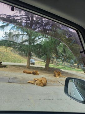 群馬サファリパークに投稿された画像（2023/3/30）