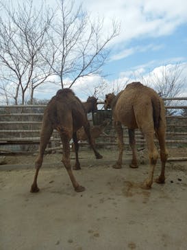 群馬サファリパークに投稿された画像（2023/3/30）