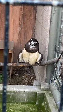天王寺動物園に投稿された画像（2023/3/30）
