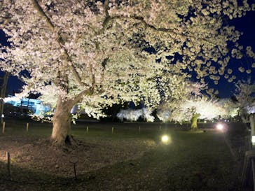 『NAKED FLOWERS 2023 桜 世界遺産・二条城』に投稿された画像（2023/3/30）