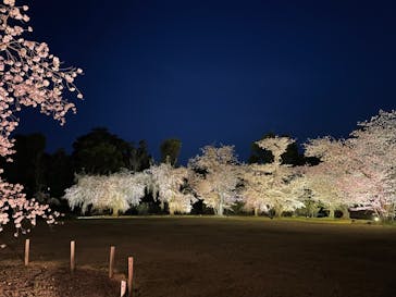 『NAKED FLOWERS 2023 桜 世界遺産・二条城』に投稿された画像（2023/3/30）