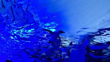 サンシャイン水族館に投稿された画像（2023/3/30）