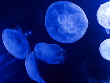 サンシャイン水族館に投稿された画像（2023/3/30）