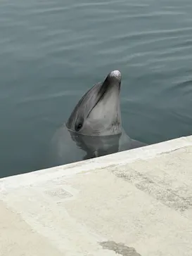 うみたま体験パーク 「つくみイルカ島」に投稿された画像（2023/3/30）