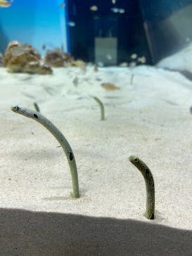 アクアワールド茨城県大洗水族館に投稿された画像（2023/3/30）