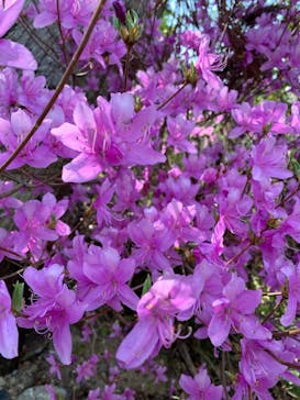 博物館 明治村に投稿された画像（2023/3/30）