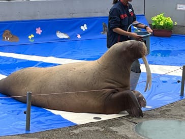 大分マリーンパレス水族館 「うみたまご」に投稿された画像（2023/3/30）